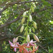 Pink Tuarade - inflorescence